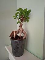 Bonsai ficus ginseng, Huis en Inrichting, Kamerplanten, Ophalen, Ficus, Halfschaduw, In pot