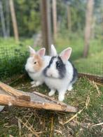 Dwerg konijntjes, Dieren en Toebehoren, Konijnen, Meerdere dieren, Dwerg, Hangoor, 0 tot 2 jaar