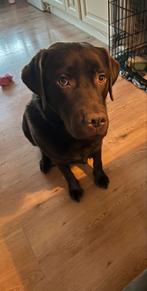 Vaste oppas gezocht, Particuliere oppas