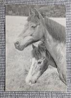 Twee paarden in Soest, in getemperd grijs, Ophalen of Verzenden, 1980 tot heden, Ongelopen, Paard