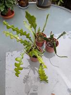 Epiphyllum trio, Huis en Inrichting, Kamerplanten, Ophalen of Verzenden, Halfschaduw, Minder dan 100 cm