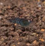 Azure tiger orange eye, Dieren en Toebehoren, Vissen | Aquariumvissen, Kreeft, Krab of Garnaal