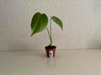 Monstera stekje / zaailing 4, Ophalen, Overige soorten, Halfschaduw, Minder dan 100 cm