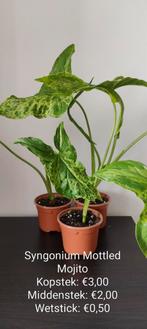 Syngonium Mottled Mojito plantje, Huis en Inrichting, Kamerplanten, Ophalen of Verzenden, Overige soorten, Minder dan 100 cm