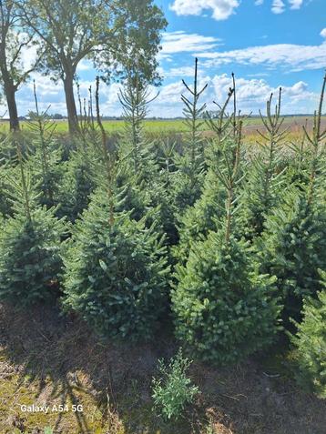 kerstbomen, picea omorika, picea abies beschikbaar voor biedingen