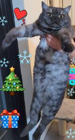 Mia Britse kortehaar poes , gevaccineerd,gesteriliseerd, Dieren en Toebehoren, Katten en Kittens | Raskatten | Korthaar, Poes