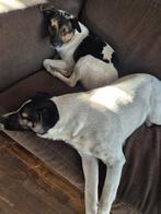 Nick., Dieren en Toebehoren, Jack Russell Terriër, Reu, 1 tot 2 jaar, Eén hond