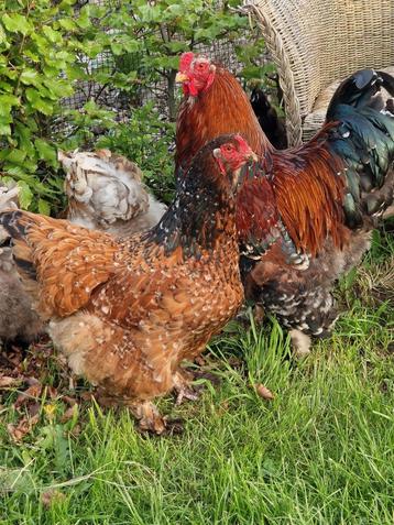 Broedeieren Brahma groot Porselein rood-zwart en blauw  beschikbaar voor biedingen
