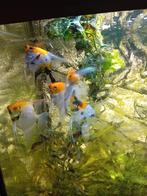 5 koimaanvissen, Dieren en Toebehoren, Vis
