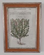 Matthioli’s Dioscorides gekleurde houtsnede (17e eeuw), Ophalen