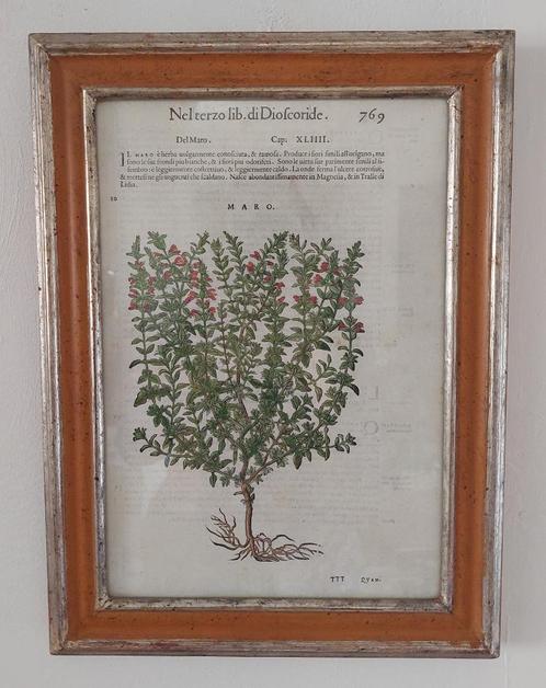 Matthioli’s Dioscorides gekleurde houtsnede (17e eeuw), Antiek en Kunst, Kunst | Etsen en Gravures, Ophalen