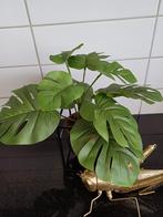 Mooie Monstera Kunstplant - Perfect voor Binnen!, Ophalen of Verzenden, Nieuw, Binnen