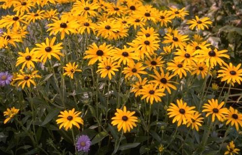 Gele zonnehoed Rudbeckia fulgida goldsturm, Tuin en Terras, Planten | Tuinplanten, Vaste plant, Volle zon, Zomer, Ophalen