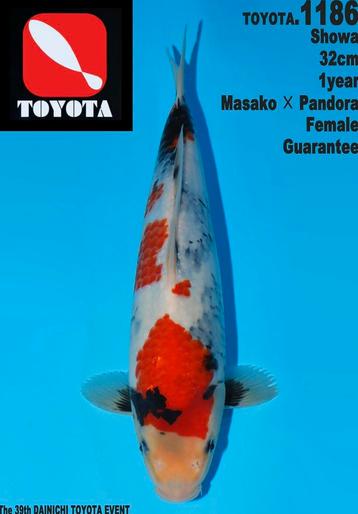 ISA Jumbo TOSAI showa Japanse koi NIEUW bij Heschkoi  beschikbaar voor biedingen