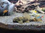 3 anstriscus algeneters, verschillende kleuren/l nummers, Dieren en Toebehoren, Vissen | Aquariumvissen, Vis