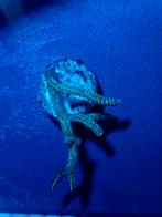 Hystrix, Overige typen, Zoutwatervis