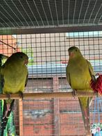Berg parkiet koppel, Dieren en Toebehoren, Meerdere dieren, Geringd