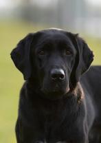 Labrador kruising zoekt huisje, Reu, CDV (hondenziekte), Labrador retriever, Eén hond