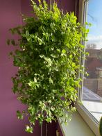 Tradescantia groen, Tuin en Terras, Planten | Bomen, Ophalen, Volle zon, Overige soorten