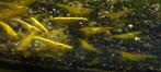 Yellow Fire backstripe, Dieren en Toebehoren, Vissen | Aquariumvissen, Kreeft, Krab of Garnaal