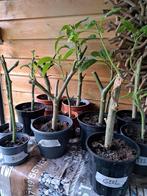 Brugmansia Wit--Rose, Tuin en Terras, Planten | Tuinplanten, Zomer, Ophalen of Verzenden, Overige soorten, Volle zon