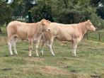 4 beste blonde vaarsen te koop, Vrouwelijk