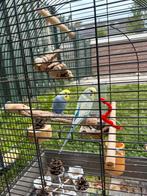 Twee vogels met hun kooi samen, Dieren en Toebehoren, Ophalen of Verzenden, Vogelkooi