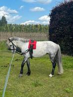 Welsh pony te koop, Dieren en Toebehoren, Pony's, Ruin, Niet van toepassing, Springpony, 3 tot 6 jaar