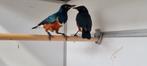 Driekleur Glansspreeuw pop + DNA, Dieren en Toebehoren, Vogels | Overige Vogels, Vrouwelijk, Tropenvogel, Geringd
