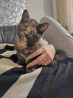 Britse korthaar x Noorse boskat kitten te koop🤍, Dieren en Toebehoren, Katten en Kittens | Raskatten | Langhaar, Poes, Ontwormd