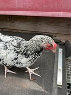 Wyandotte haantje, Dieren en Toebehoren, Pluimvee, Mannelijk, Kip
