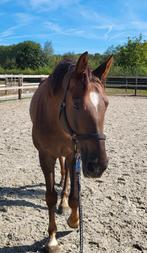 8-jarige Toto jr. x Totilas, Dieren en Toebehoren, Paarden, B, Gechipt, Ruin, Dressuurpaard