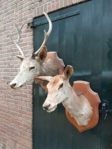 Oude Antiek Opgezette Kapiteel Edelhert Hert Deyrolle Gewei, Verzamelen, Dierenverzamelingen, Zo goed als nieuw, Gewei of Kop