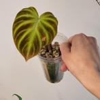 Philodendron verrucosum, Huis en Inrichting, Kamerplanten, Ophalen of Verzenden, Overige soorten, Minder dan 100 cm