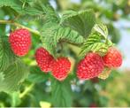 Frambozen (GROTE STRUIKEN DIRECT OPBRENGST), Tuin en Terras, Planten | Bomen, Zomer, Overige soorten, Volle zon, Ophalen of Verzenden