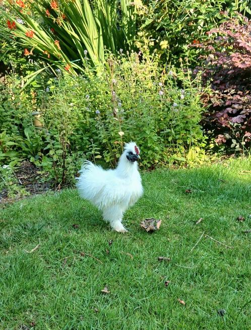 😢 HELP de Zijdehoen haan móet weg, Dieren en Toebehoren, Pluimvee, Kip, Mannelijk