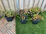 Klimop planten in potten, Ophalen of Verzenden