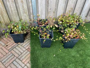 Klimop planten in potten beschikbaar voor biedingen