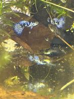 blue tiger guppen guppy gup, Vis, Zoetwatervis