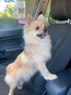 Chihuahua Pomeriaan, Dieren en Toebehoren, Rabiës (hondsdolheid), 15 weken tot 1 jaar, Reu, Eén hond