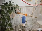 Putter met de kooi, Vrouwelijk, Wildzangvogel