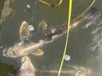 Koi 40-50 cm, Dieren en Toebehoren, Vissen | Vijvervissen, Karper of Koi