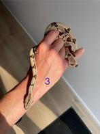 Jonge boa constrictors, Slang, 0 tot 2 jaar