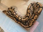 Koningspython- ballpython- python regius, Dieren en Toebehoren, Reptielen en Amfibieën, Slang, Tam, 0 tot 2 jaar
