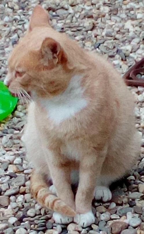 Vermist sinds 19-12-2020 onze kater Tommy Westvierdeparten, Dieren en Toebehoren, Vermiste en Gevonden Dieren, Kat