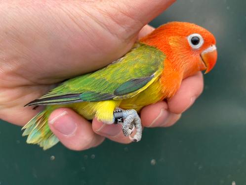 Jonge agapirnis fischeri opaline Euwing dwergpapegaai 431, Dieren en Toebehoren, Vogels | Parkieten en Papegaaien, Dwergpapegaai of Agapornis