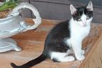 Lieve kitten, Dieren en Toebehoren, Katten en Kittens | Overige Katten, Kater