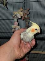 Tamme jonge valkparkiet, Dieren en Toebehoren, Vogels | Parkieten en Papegaaien, Geslacht onbekend, Parkiet