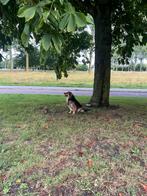 Opzoek naar een tijdelijke baasje, Dieren en Toebehoren, Golden retriever, Reu, 1 tot 2 jaar, Rabiës (hondsdolheid)