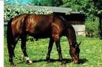 Paard, Verzamelen, Ansichtkaarten | Dieren, Ophalen of Verzenden, Ongelopen, Paard